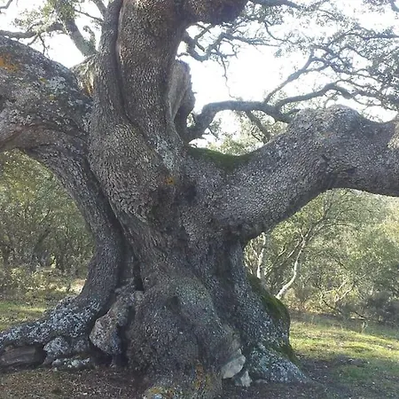 Casa Enrique Soria 別荘 *